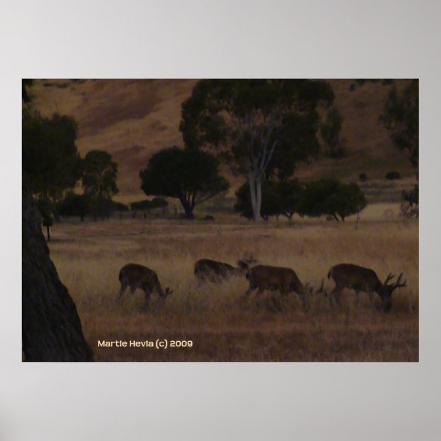 Poster Deer à Hills (Devant)