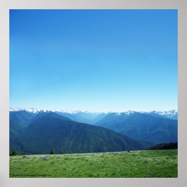 Poster Deer et les Jeux Olympiques (Devant)