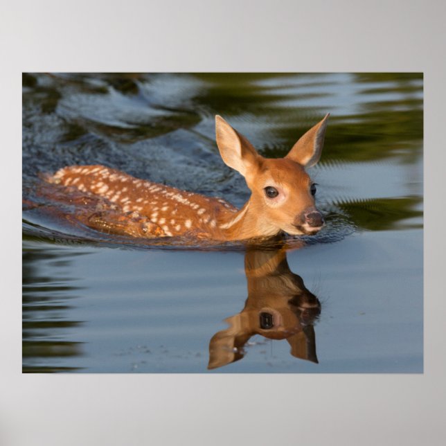 Poster Deer Fawn | Minnesota (Devant)