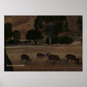 Poster Deer in Hills Imprimer - Sélectionnez votre cadre