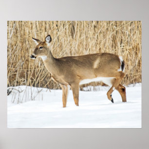 Poster Deer in snow