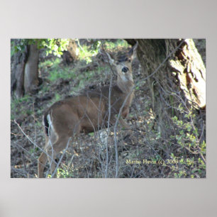 Poster Deer in Woods - Sélectionnez votre cadre