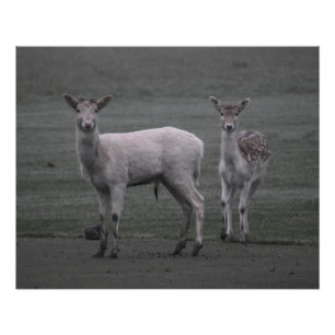 Poster Deers