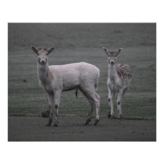 Poster Deers