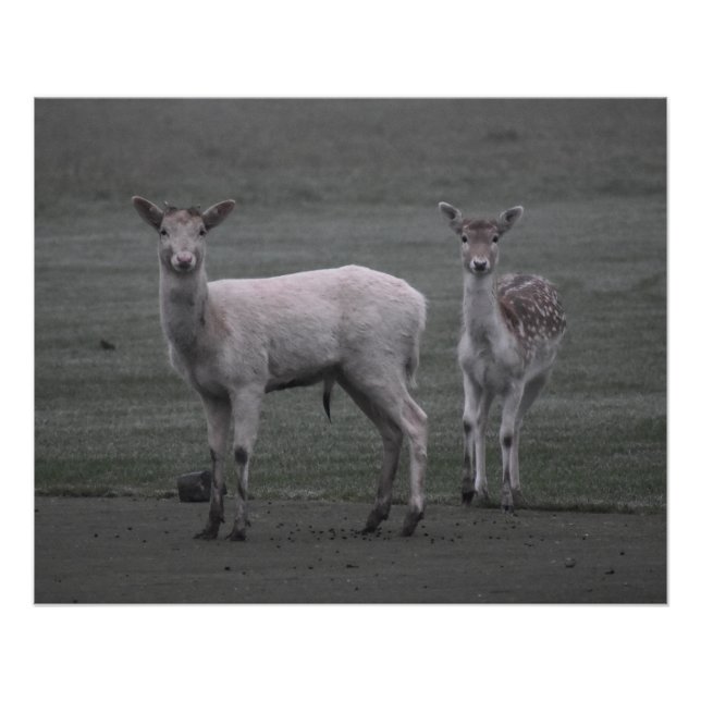 Poster Deers (Devant)
