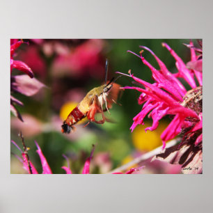 Poster Défrichement des colibris et baume des abeilles 2