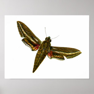 Poster Deilephila celerio - Vine Hawk-Moth