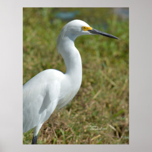 Poster d'Elegant Egret bird blanc