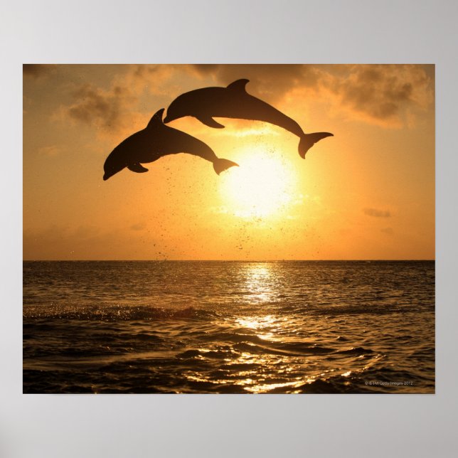 Poster Delfin 3 (Devant)