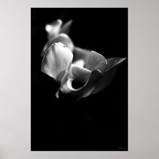Poster délicat
