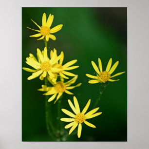 Poster Délicat Fleurs sauvages de marguerite jaune