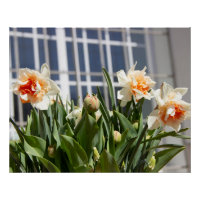 Délicat mignon daffodils printemps