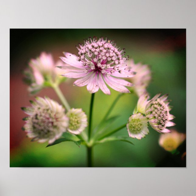 Poster Delicate Flowers (Devant)