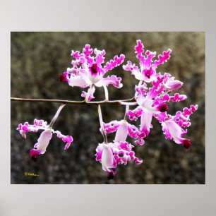 Poster Delicate Orchid Blossoms Wall Art 28x22