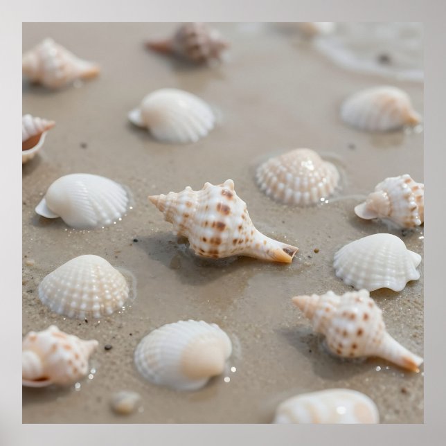Poster Delicate Seashells Beach Serenity (Devant)