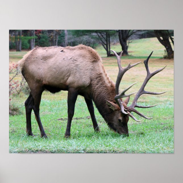 Poster d'Elk (Devant)