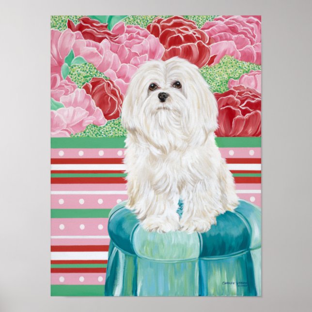 Poster Della Rose Maltese (Devant)