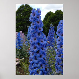 Poster Delphinium