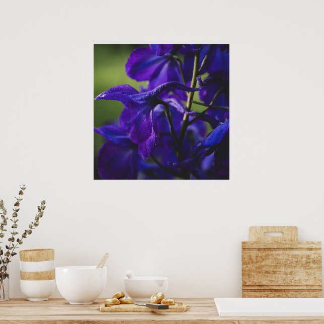 Poster Delphinium violet profond gros (Cuisine)