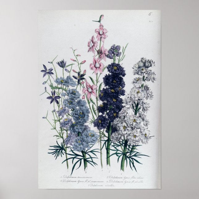 Poster Delphiniums, du "Jardin aux Fleurs des Dames" (Devant)