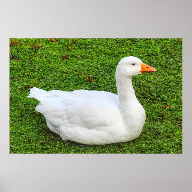 Poster d'Emden Goose (Devant)