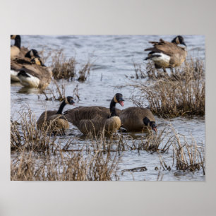 Poster Déménagement