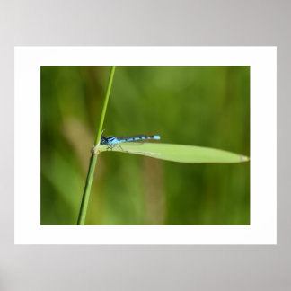 Poster Demoiselle