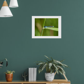 Poster Demoiselle