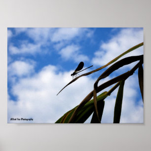 Poster Demoiselle dans le ciel bleu