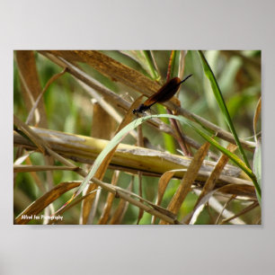 Poster Demoiselle parmi le bambou