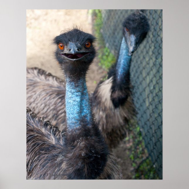 Poster d'Emu (Devant)