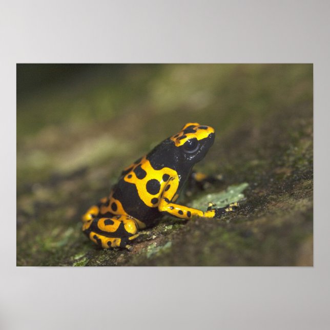 Poster Dendrobates de grenouille à bandes jaunes (Devant)