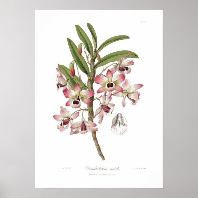 Poster Dendrobium nobile (Devant)