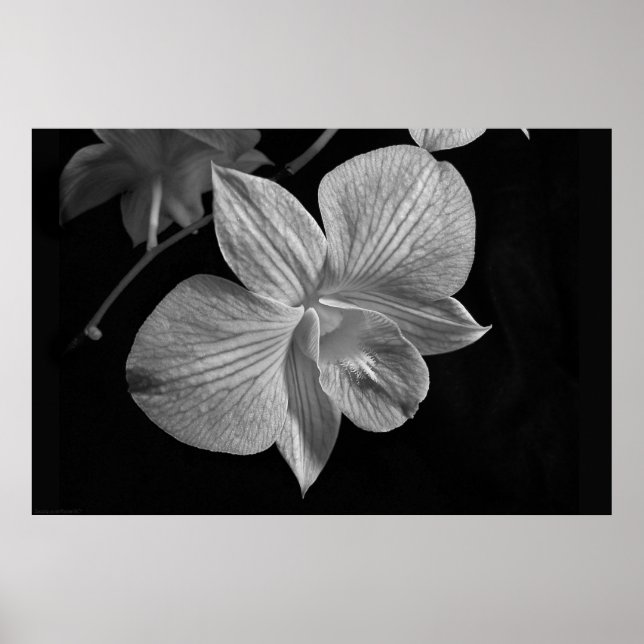 Poster Dendrobium Orchid 2 (Devant)