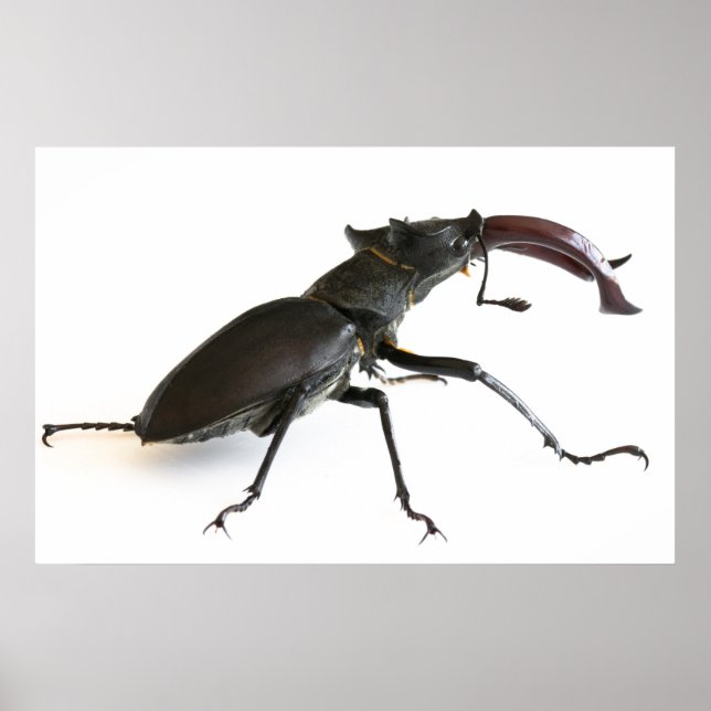 Poster Dendroctone du pin (Devant)