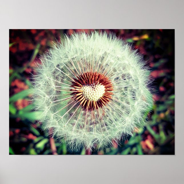 Poster Dent de lion (Devant)