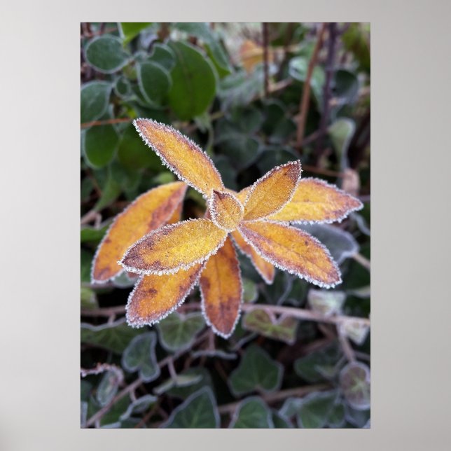Poster dentelle de glace (Devant)