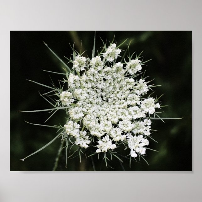 Poster dentelle de la reine Anne, (Devant)