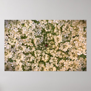 Poster dentelle de la reine Anne,