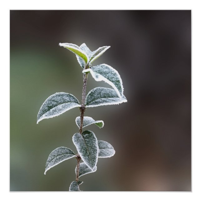 Poster dentelle sur feuille (Devant)