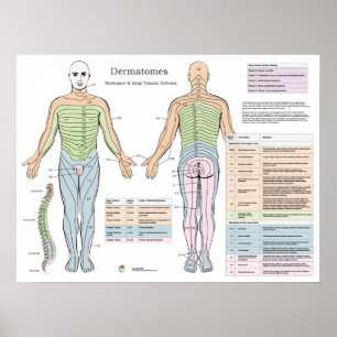 Poster Dermatomes Myotomes Profond tendon Réflexion Poste