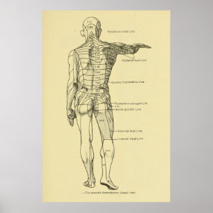 Poster Dermatomes Système nerveux Graphique Chiropratique