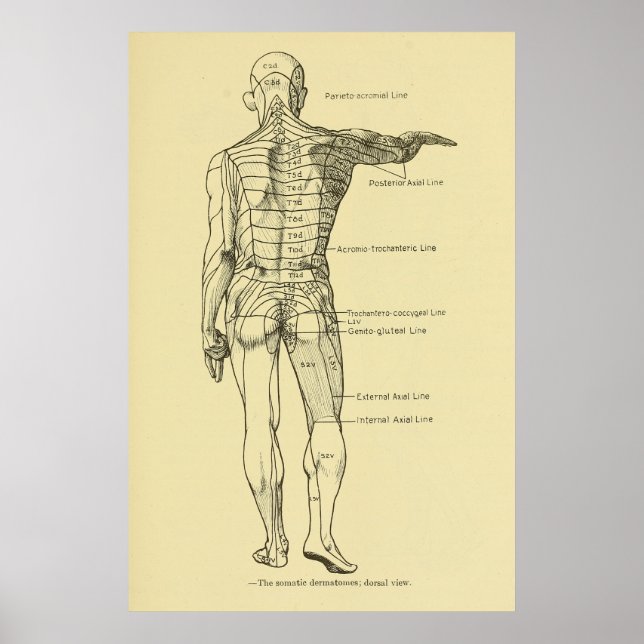 Poster Dermatomes Système nerveux Graphique Chiropratique (Devant)