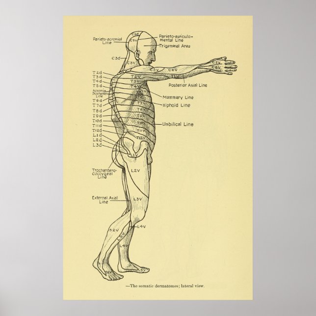 Poster Dermatomes Système nerveux Graphique Chiropratique (Devant)