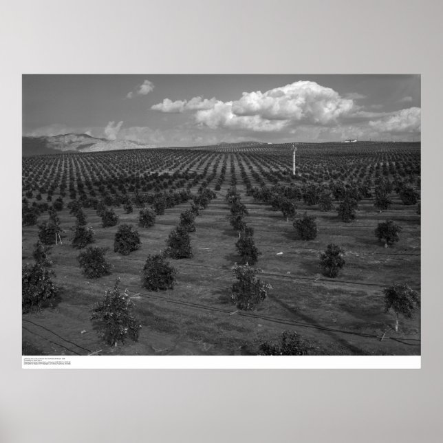 Poster Dernier jour Saints Citrus Orchard près de Riversi (Devant)