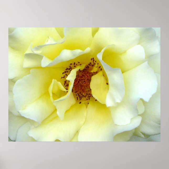 Poster Dernier Rose d'été (Devant)