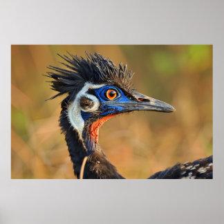 Poster Dernière lumière des Prairies - Bengale Florican