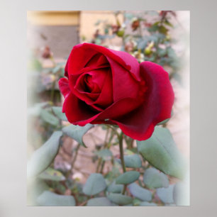 Poster dernière rose rouge