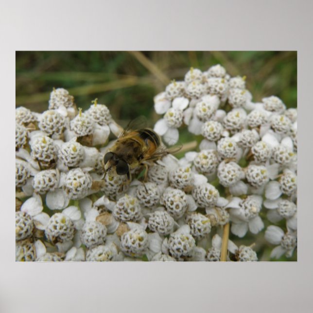 Poster des abeilles et des fleurs (Devant)
