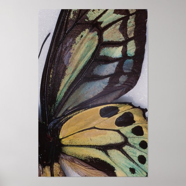 Poster des ailes papillon (Devant)